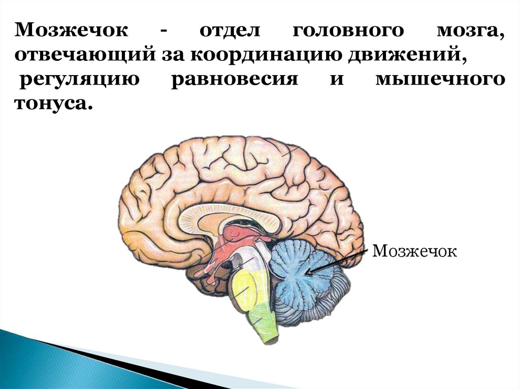 Мозжечок где находится у человека фото