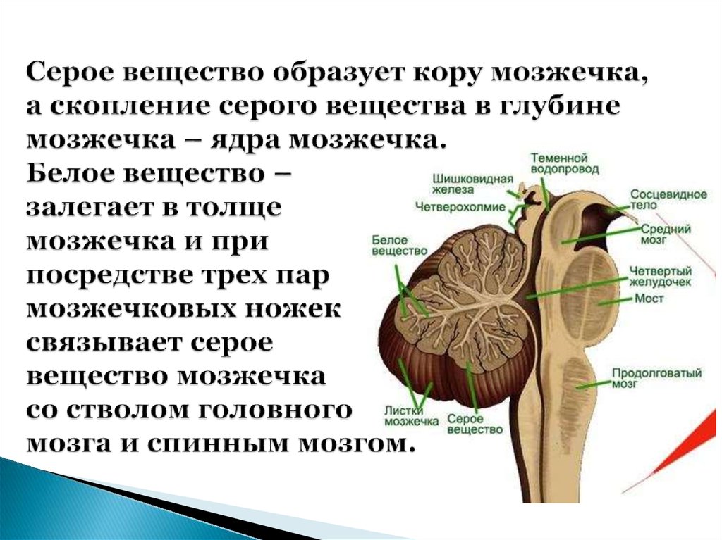 Поверхность образована серым веществом. Строение мозжечка анатомия. Мозжечок строение серого и белого вещества. Ядра мозжечка анатомия. Серое вещество мозжечка.