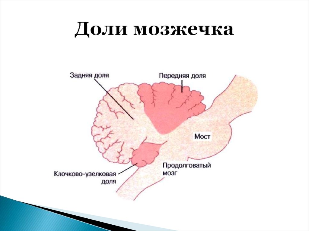 Мозжечок анатомия схема