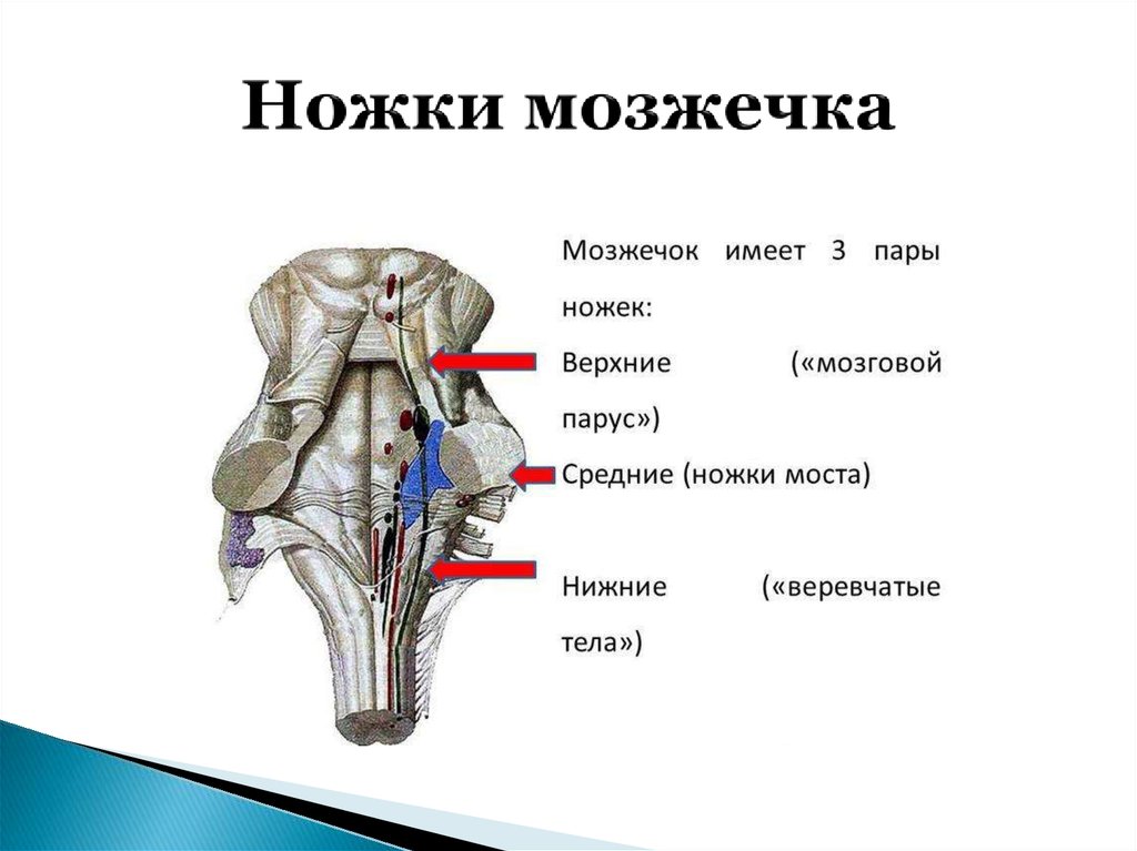 Продолговатый мозг латеральная. Строение мозжечка ножки. Строение мозжечка анатомия. Мозжечок боковой срез ножки мозжечка. Средняя мозжечковая ножка соединяет мозжечок с:.