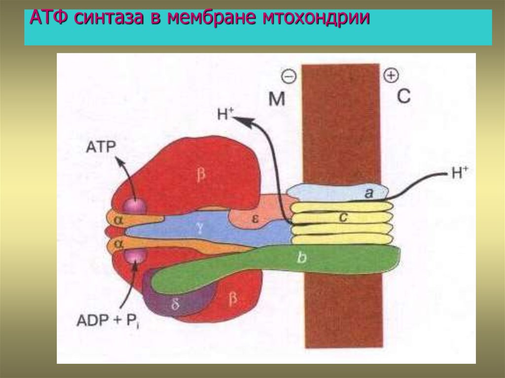 Колоть атф. АТФ синтазный комплекс. АТФ синтаза в митохондрии. АТФ синтаза на внешней мембране. Механизм АТФ синтетазного комплекса.