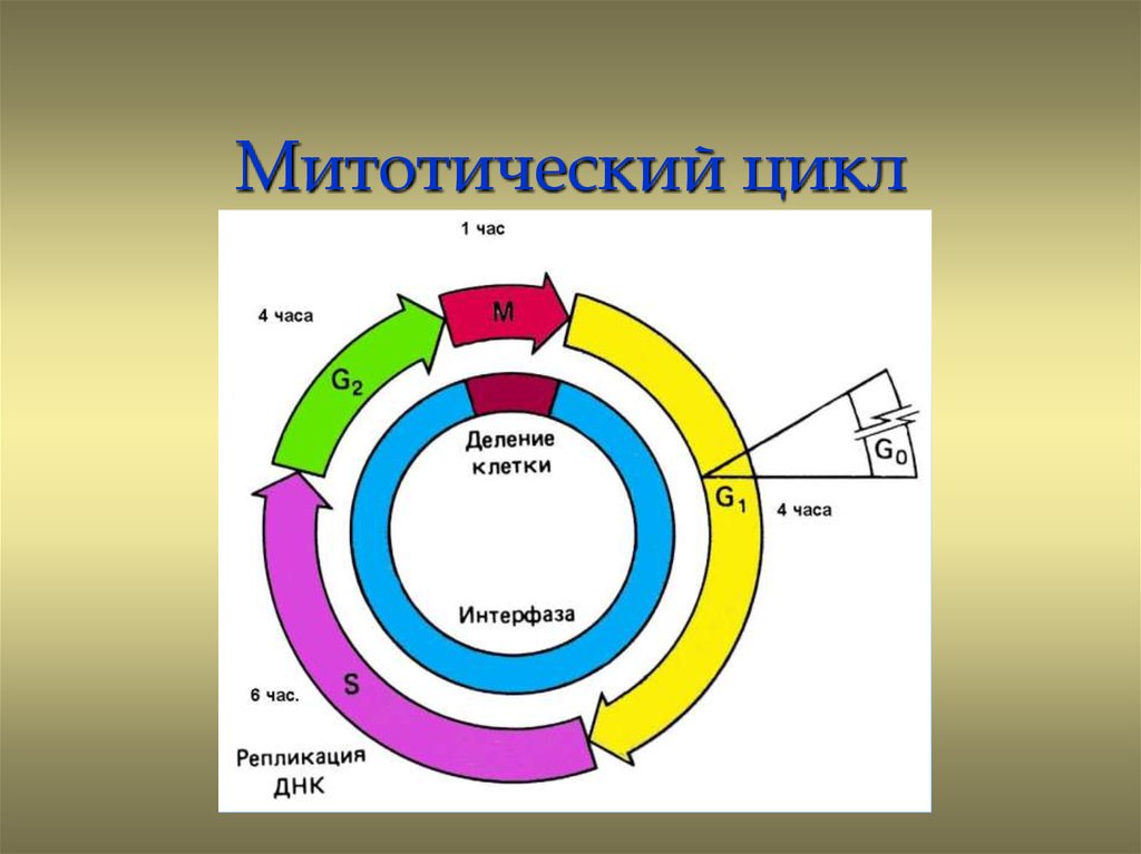 Схема митотического цикла