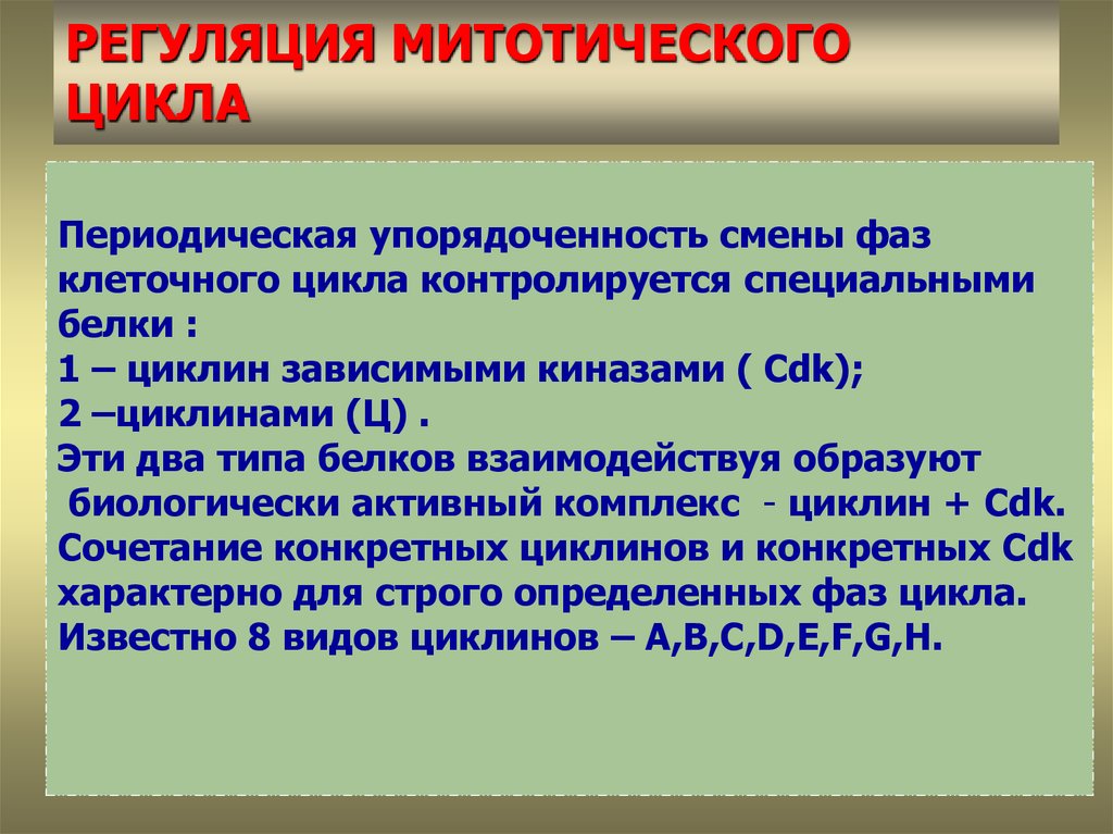 Дать определение митотического цикла. Регуляция методичtcrjuj цикла. Регуляция митотического цикла. Механизмы регуляции митотического цикла. Механизмы регуляции митотической активности.