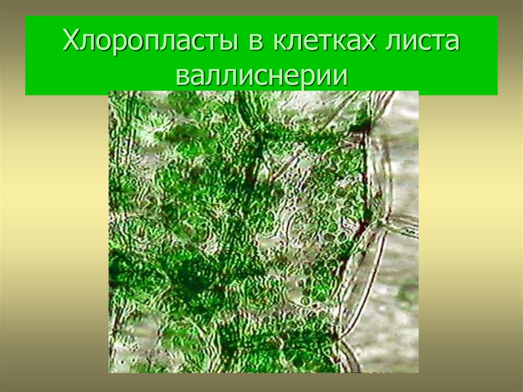 Хлоропласты в клетках листьев крупные. Клетки листа валлиснерии. Строение клетки листа валлиснерии. Хлоропласты в листе валлиснерии. Валлиснерия строение клетки.