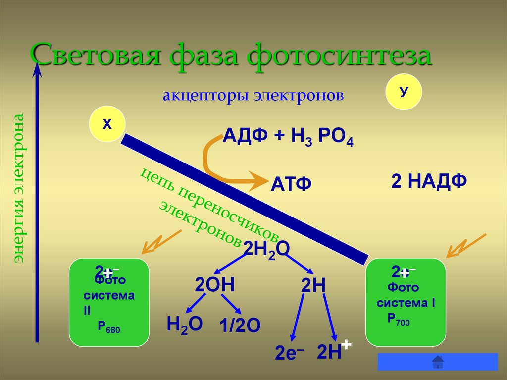 Расходуется атф фаза. Световая фаза фотосинтеза. Световая фаза фотосинтеза фотосистемы 1 и 2. Световая фаза и темновая фаза. Световой этап фотосинтеза схема.