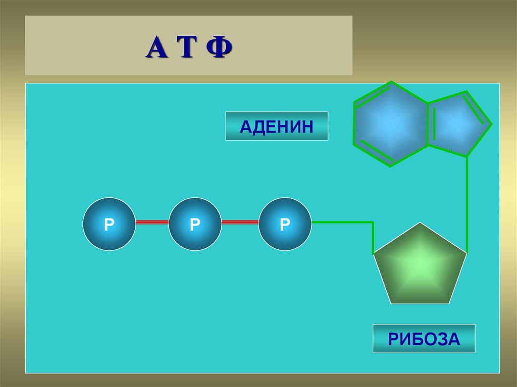 Аденин рибоза три. Аденин рибоза. Аденин рибоза ф. Аденин рибоза р р р. Схема строения вещества аденин рибоза.