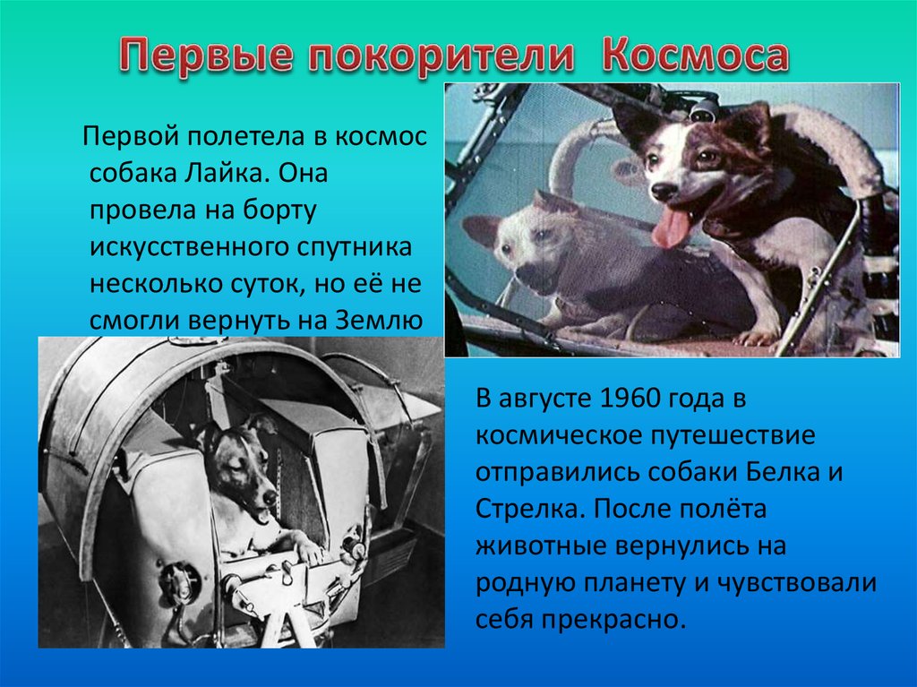 Первые собаки в космосе год