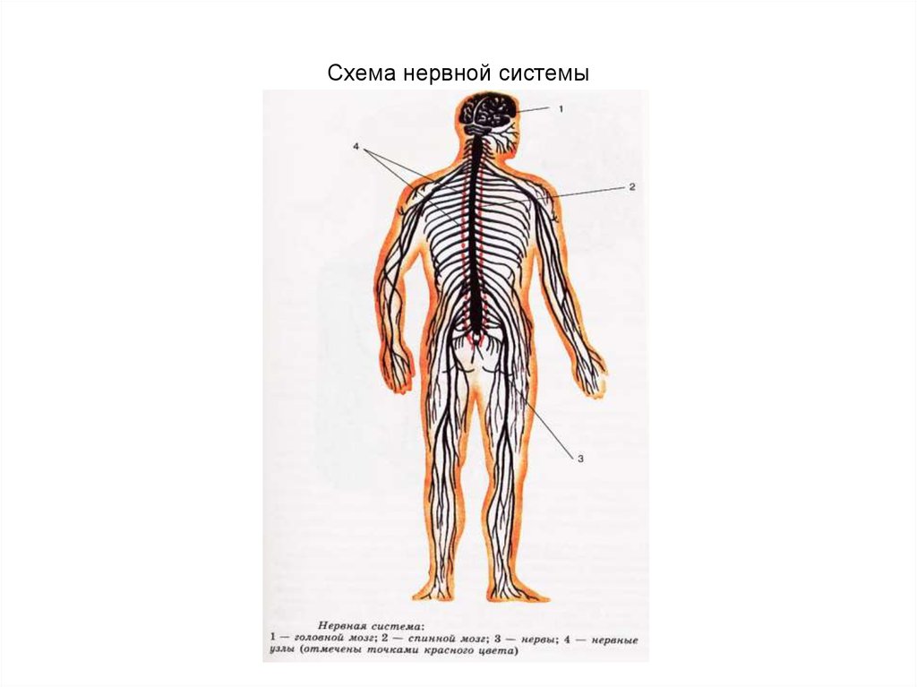 Общая схема строения нервной системы человека