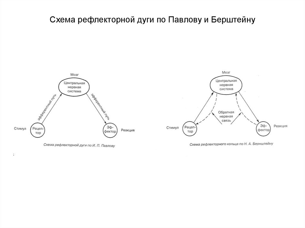 Рефлекса циона людвига блок схема