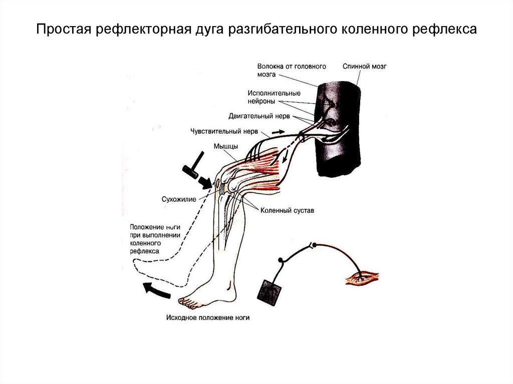 Порядке элементы рефлекторной дуги коленного рефлекса человека. Рефлекторная дуга разгибательного рефлекса. Простая рефлекторная дуга разгибательного коленного рефлекса. Схема рефлекторной дуги разгибательного коленного рефлекса. Спинной мозг и схема коленного рефлекса.