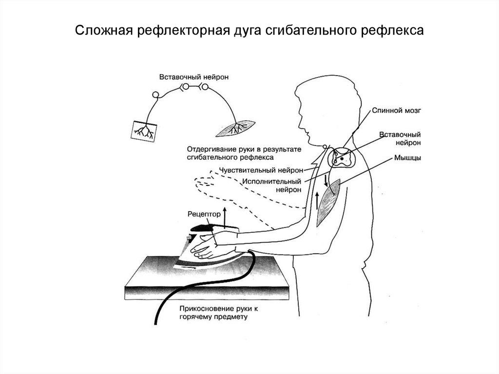 Сложная рефлекторная дуга схема