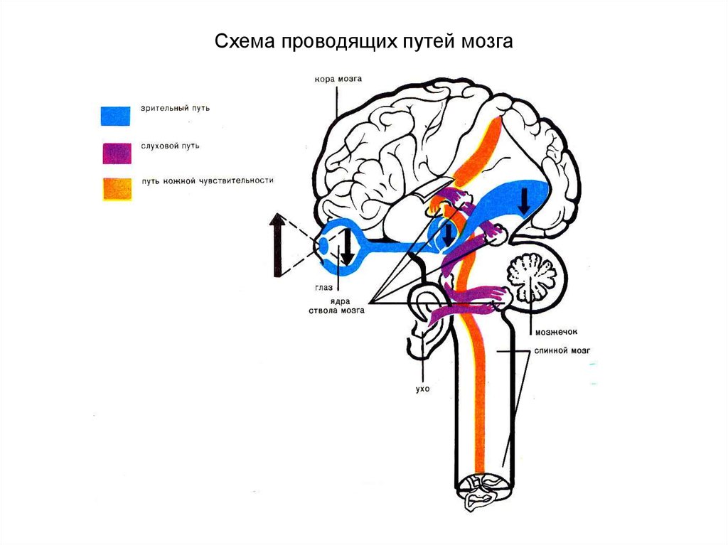 Проводящие пути мозга. Схема проводящих путей головного мозга. Проводящие пути центральной нервной системы схемы. Проводящие пути головного и спинного мозга схемы. Проводящие пути ствола головного мозга.