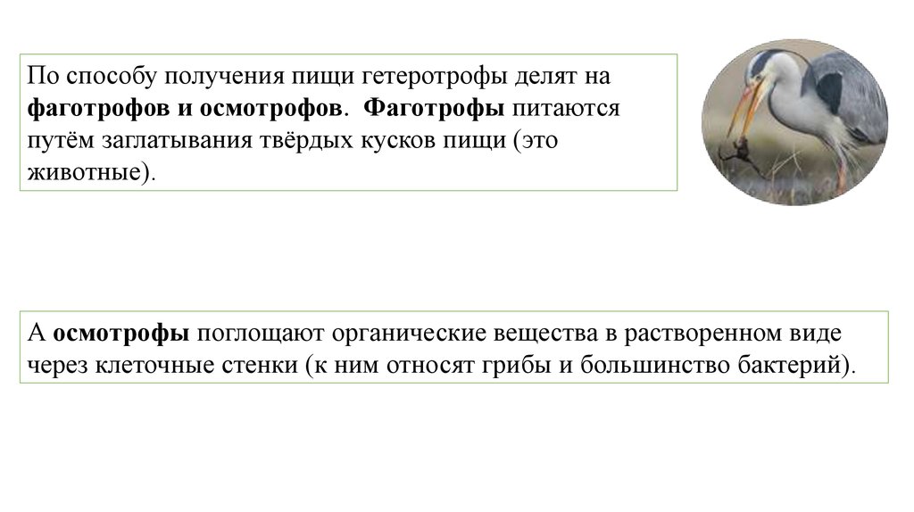 Способы получения пищи. Животные по способу получения пищи. Гетеротрофы по способу получения пищи. Фаготрофы и Осмотрофы. По способу получения пищи гетеротрофы делят на фаготрофов.