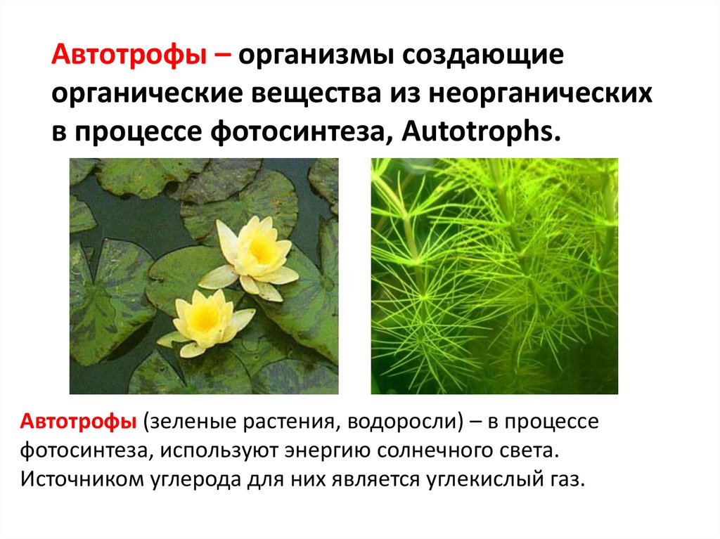 Организмы использующие для питания. Зеленые растения автотрофы. Автотрофы и фотоавтотрофы. Растения это автотрофные организмы. Понятие автотрофы.
