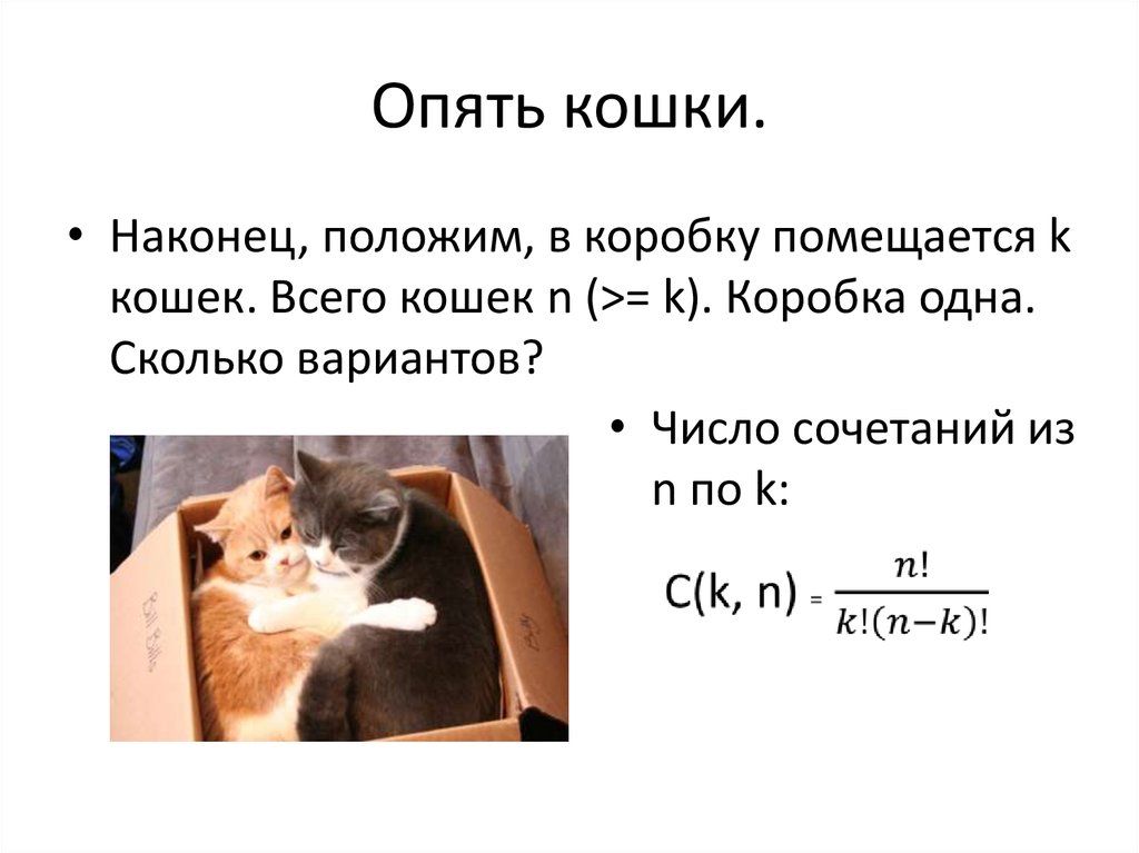Опять кошки.