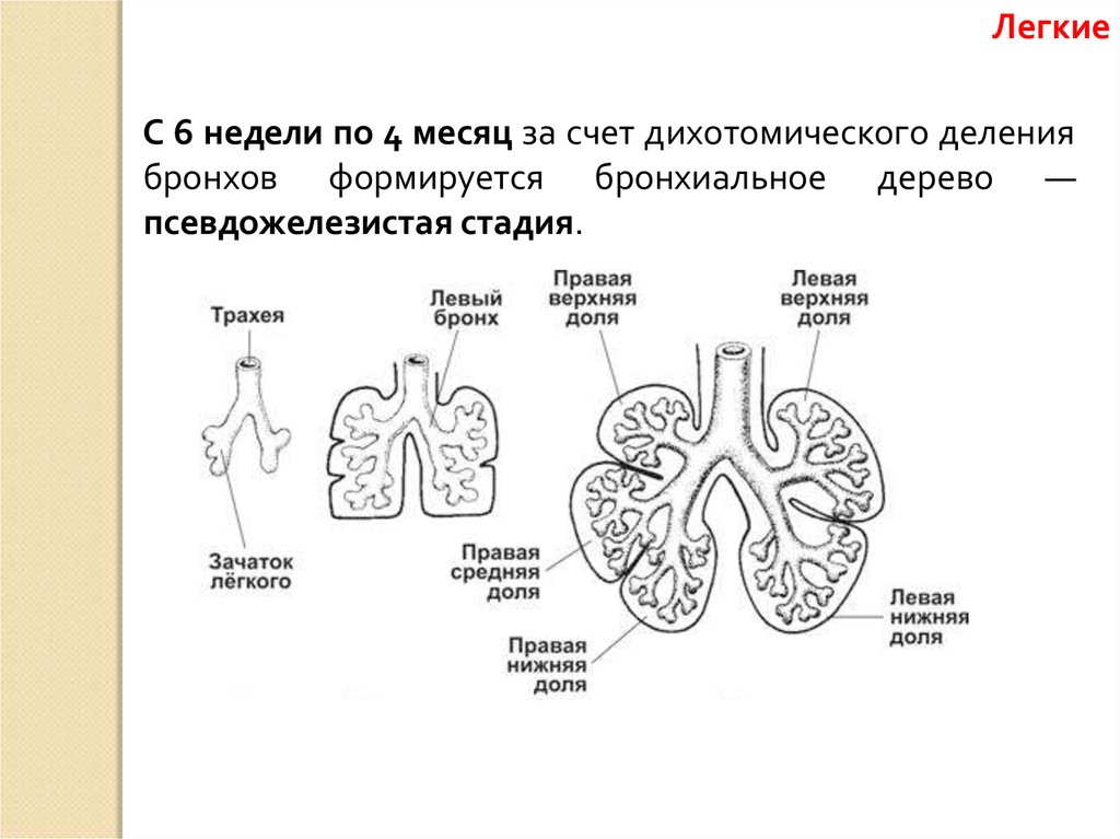 Стадии развития легких. Степени развития дыхательной системы. Тип деления бронхов. Псевдожелезистая стадия развития легких. Пороки развития органов дыхания.