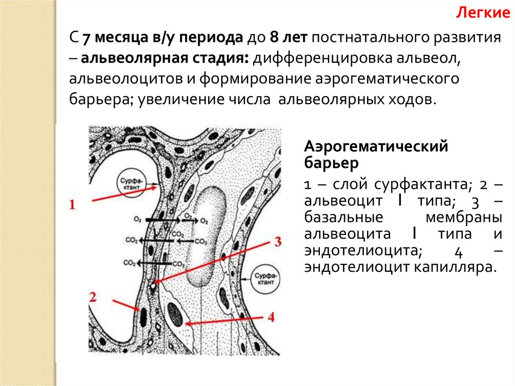 Схема строения аэрогематического барьера