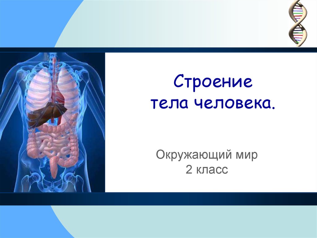 Презентация как работает наш организм 3 класс окружающий мир перспектива