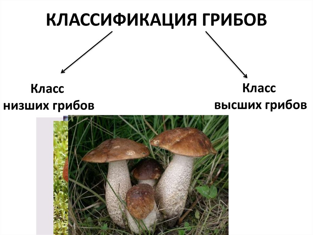 Название низших грибов