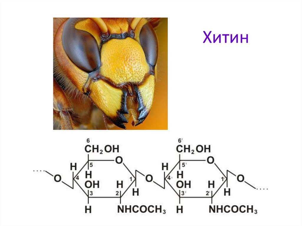 Хитин вальхейм. Хитин олигосахарид. Хитин формула химическая. Строение хитина. Хитин структурная формула.