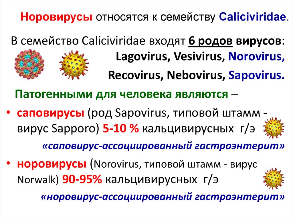 Ротавирус отличить. Норовирусы таксономия. Норовирус. Вирусы семейства Caliciviridae. Ротавирусная и норовирусная инфекция.