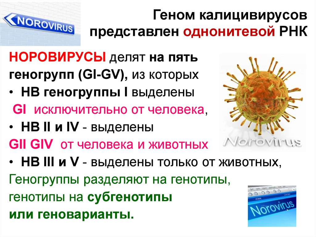 Генотипы норовируса