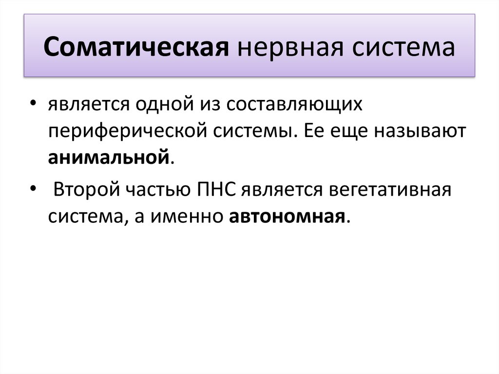 Соматическая система