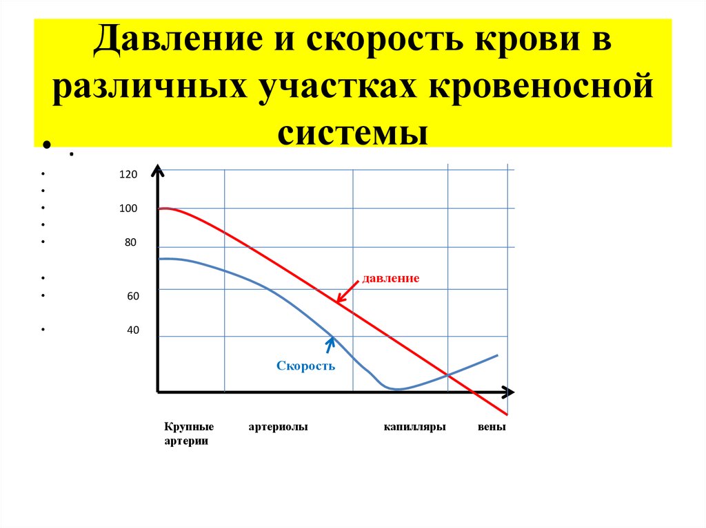 Давление и скорость крови в различных участках кровеносной системы