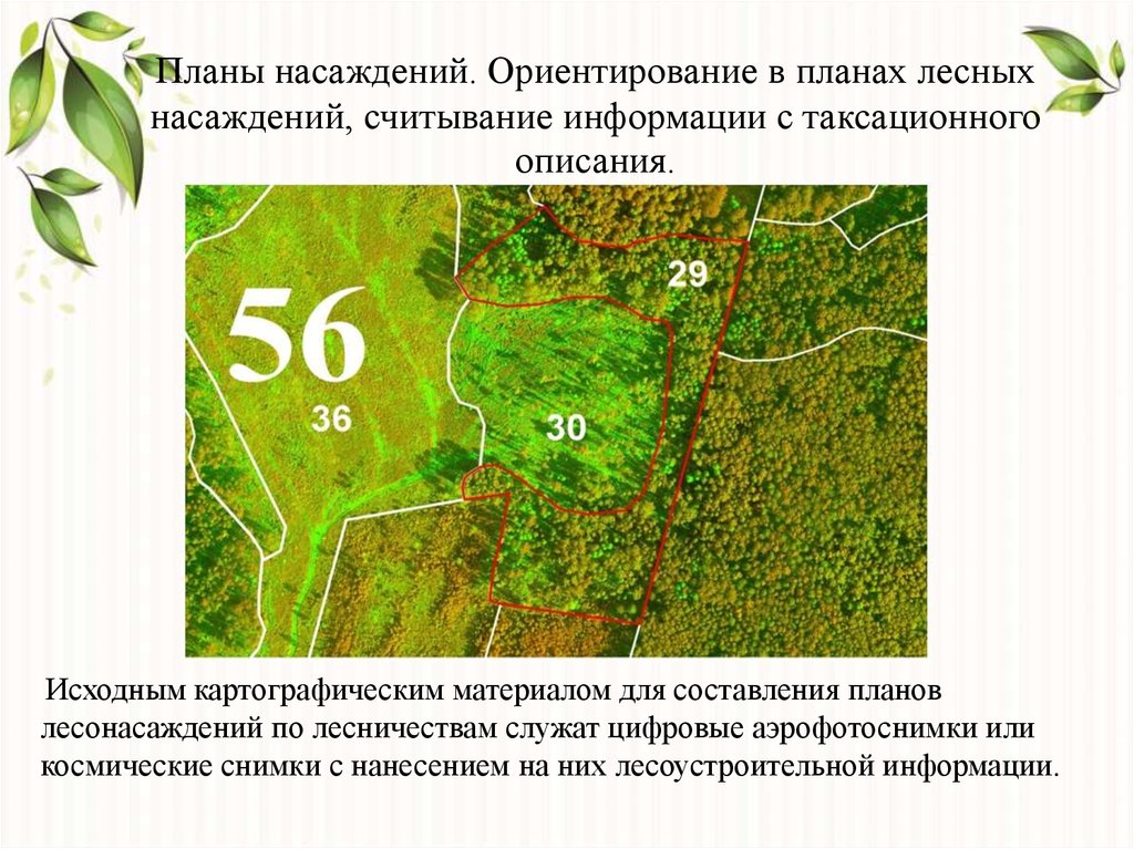 Карта выделов лесных участков