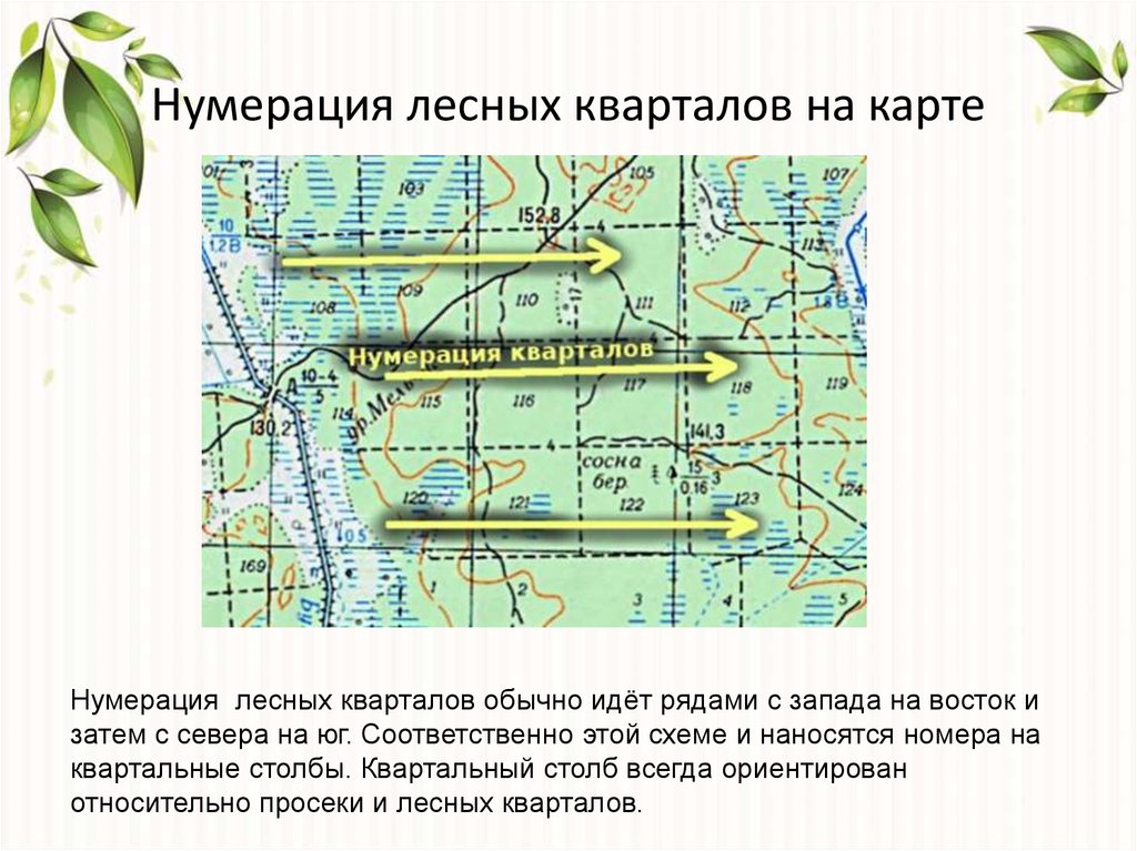 Кварталы лесов карта