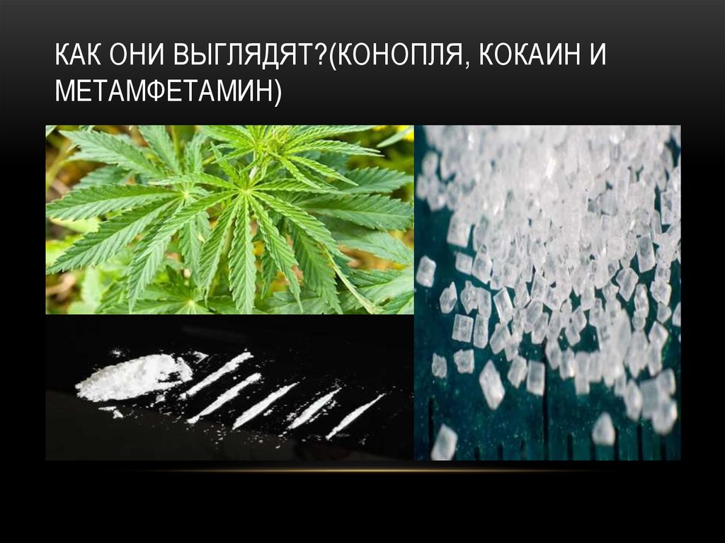 Наркотическое вещество конопле влияние марихуана на организм