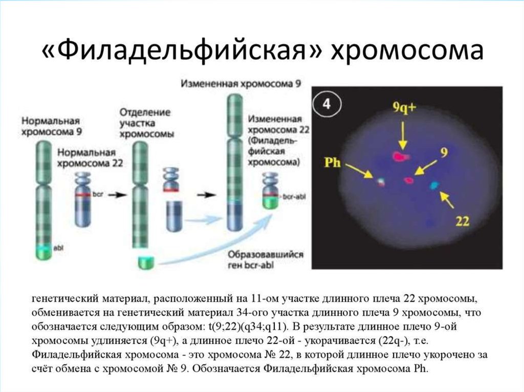 Обмен хромосом. Хронический миелолейкоз Филадельфийская хромосома. Филадельфийская хромосома острый миелобластный. Филадельфийская хромосома при хроническом миелолейкозе. Филадельфийская хромосома миеломная болезнь.