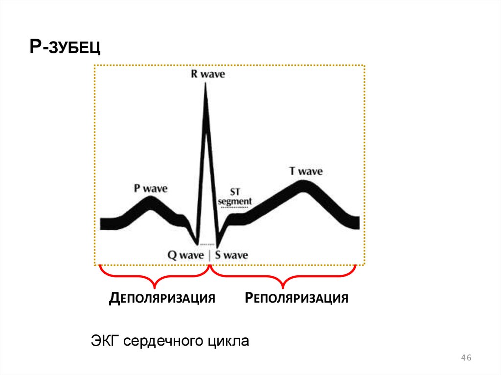 Циклов р. Зубцы сердечного цикла. Сердечный цикл на ЭКГ. Связь ЭКГ С сердечным циклом. Как называется выпадение на ЭКГ сердечного цикла.