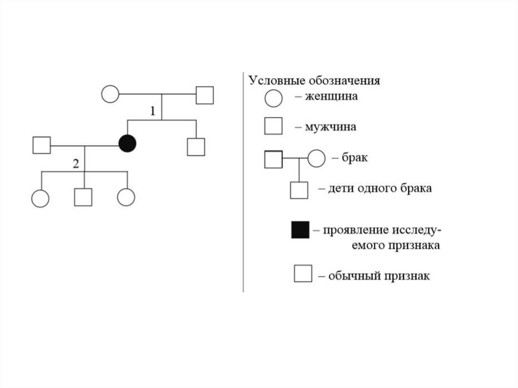 Генеалогический метод схема. Клинико-генеалогический метод. Клинико-генеалогический метод задачи метода. Генеалогический метод обозначения. Задачи на генеалогический метод.