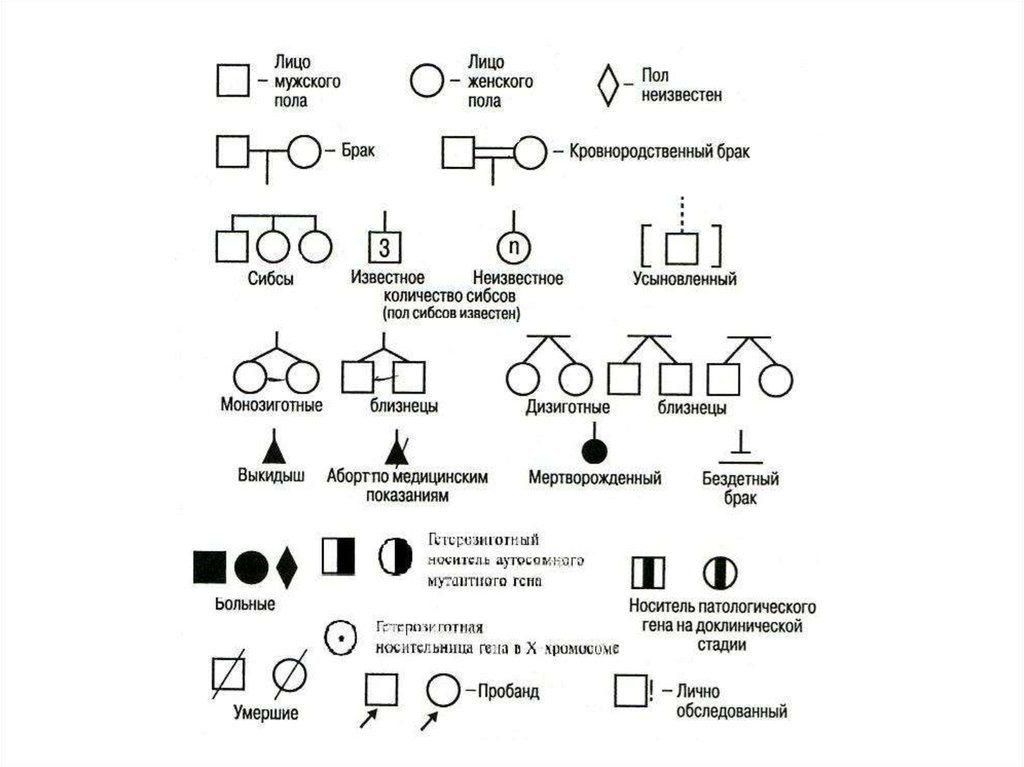 Условные обозначения в генеалогическом древе. Генеалогический анамнез родословная пробанд. Обозначения родословная генеалогический метод. Генеалогический метод обозначения в родословных. Родословная в генетике символы используемые в схемах родословной.