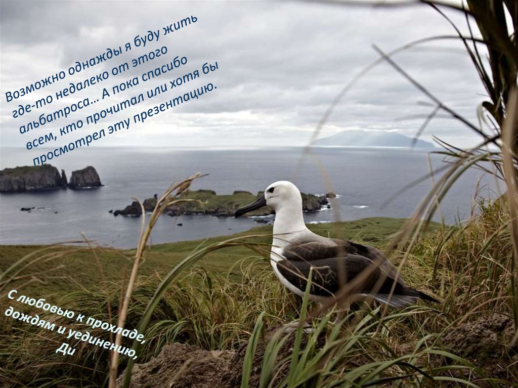 Возможно однажды я буду жить где-то недалеко от этого альбатроса… А пока спасибо всем, кто прочитал или хотя бы просмотрел эту