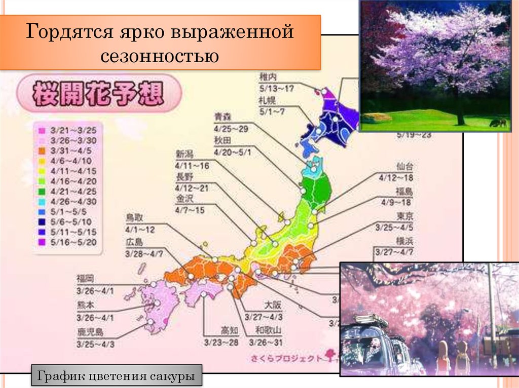 Сакура режим работы. График цветения Сакуры. Карта цветения Сакуры в Японии. Карта цветения Сакуры в Японии 2023. График цветения Сакуры 2023.