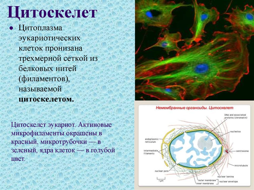 В какой клетке находится цитоплазма. Строение и функции цитоскелета. Цитоскелет микротрубочки строение. Строение цитоскелета в эукариотической клетке. Строение цитоплазмы цитоскелет.