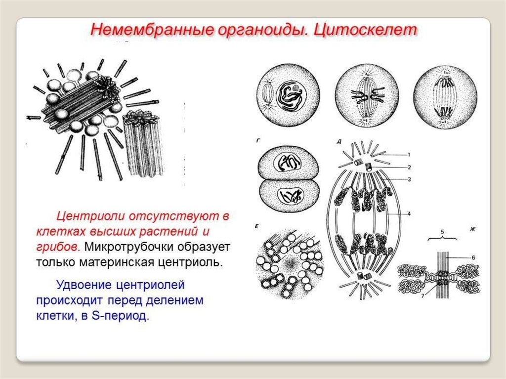 Клетка высших растений. Удвоение центриолей происходит в период. Строение органоида центриоли. Немембранные органоиды клетки строение и функции. Центриоли отсутствуют в клетках.