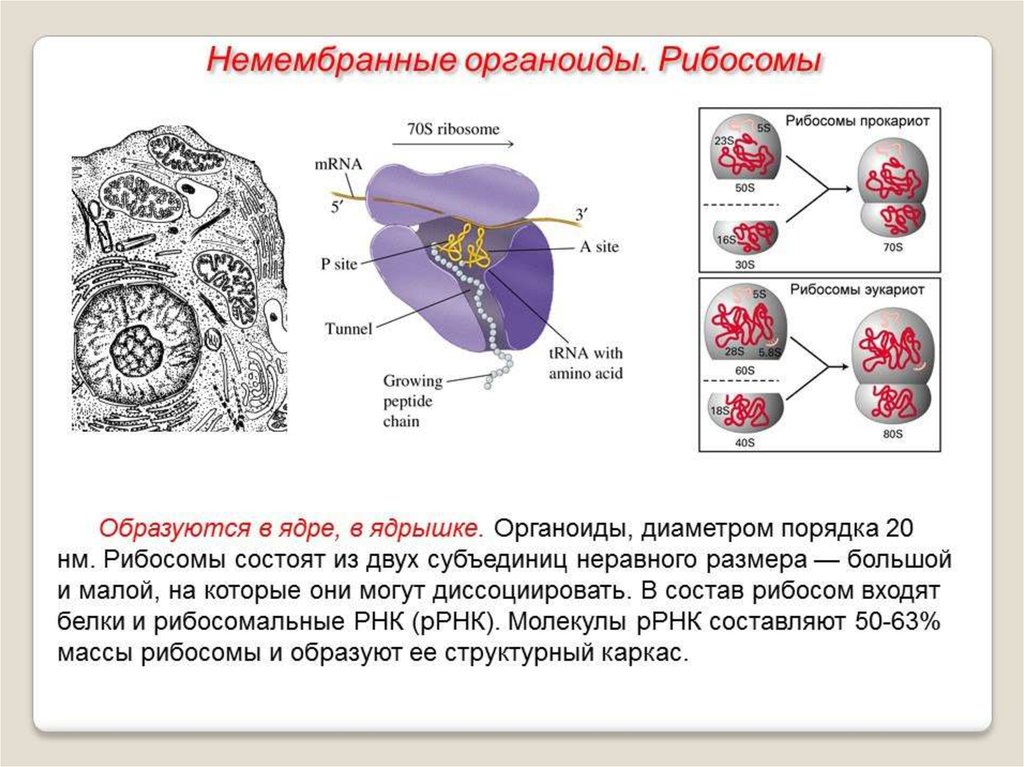 Рибосомы эукариот. Рибосомы немембранные строение. Немембранные органеллы клетки. Немембранные органеллы клетки рибосомы строение и функции. Органоиды клетки рибосомы строение.