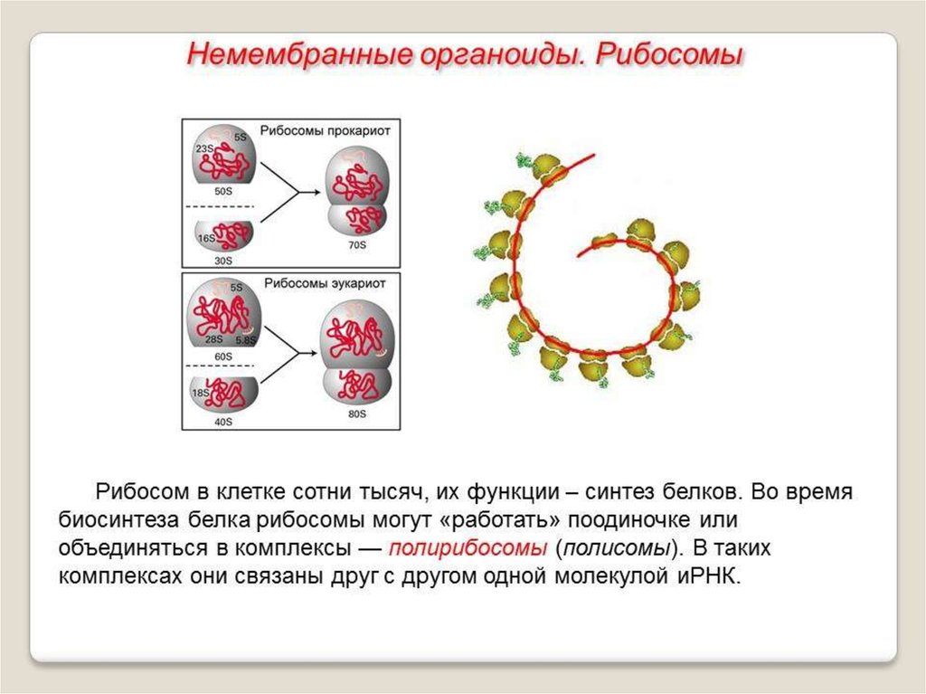 Синтез белков органелла. Органоиды рибосомы строение и функции. Строение клеточного рибосомы. Функция рибосомы в синтезе белка. Немембранные рибосомы строение и функции.