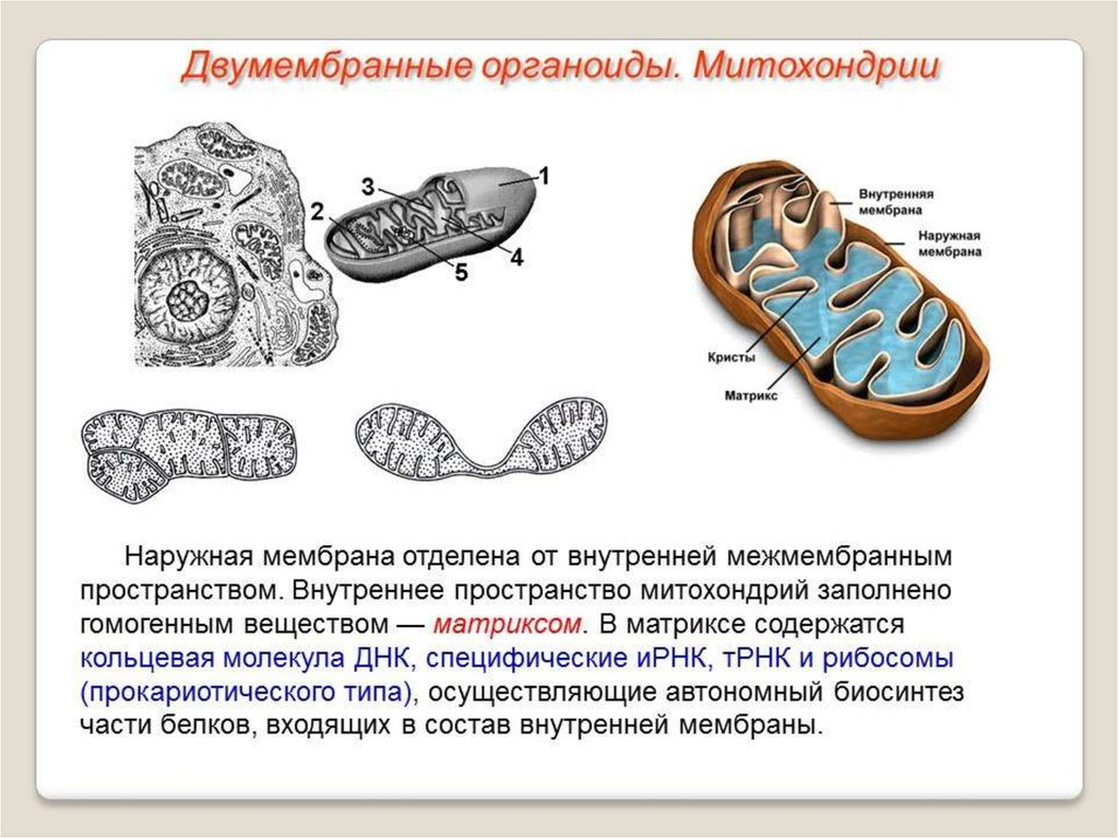 Органоиды митохондрии строение. Двумембранные органоиды ядро. Мембранные органеллы двумембранные. Строение Крист митохондрий. Синтез АТФ на мембране митохондрий.