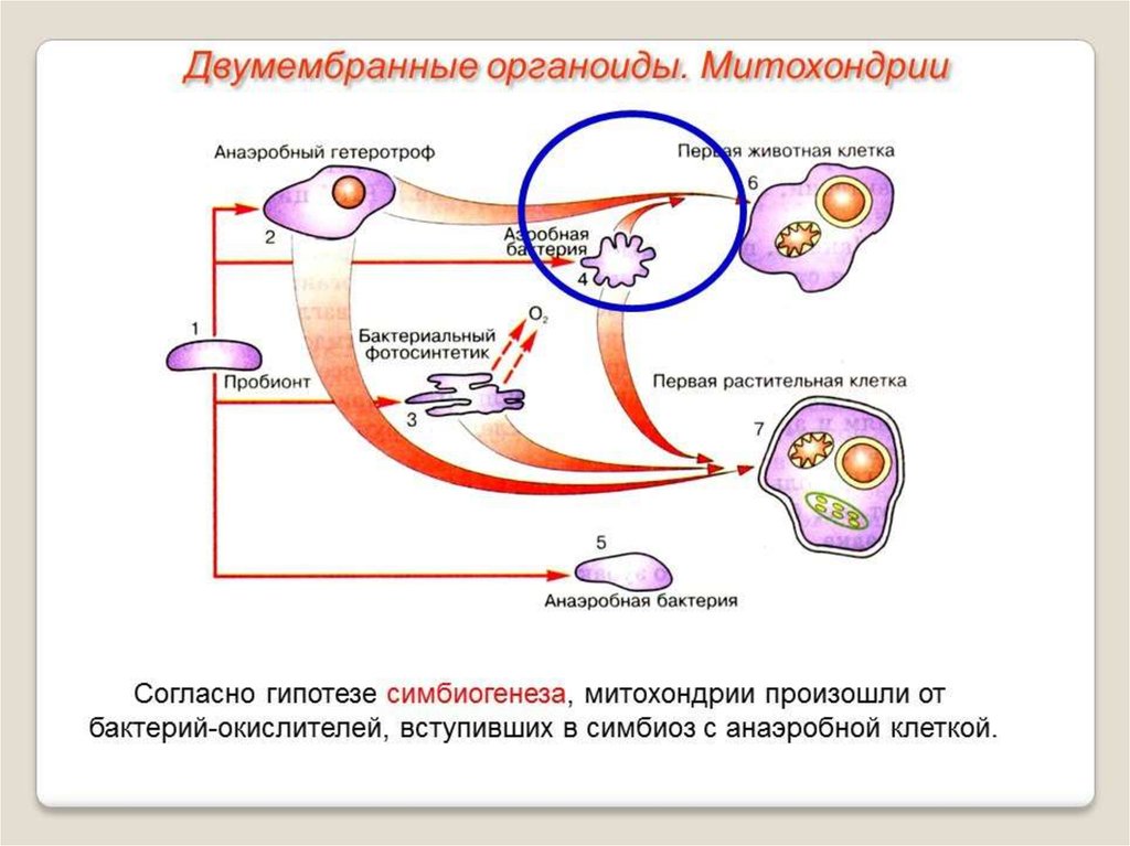 Митохондрии у прокариот. Теория симбиогенеза митохондрии. Теория возникновения двумембранных органоидов. Эволюция клетки симбиотическая теория. Теория возникновения митохондрий.
