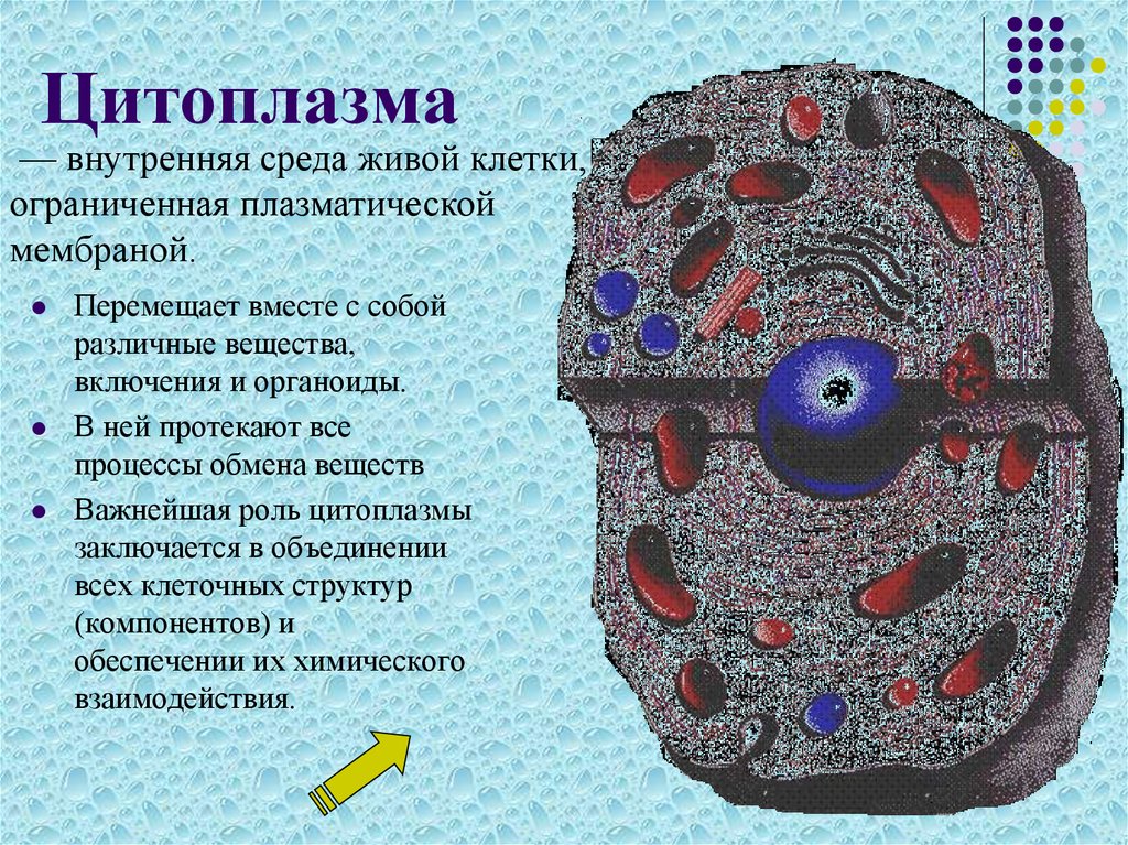 Среда клетки. Плазматическая мембрана цитоплазма клетки. Строение цитоплазмы 9 класс биология. Строение клетки цитоплазма мембрана. Внутренняя среда цитоплазмы.