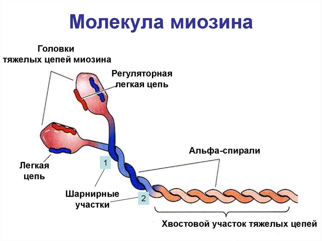 Молекула миозина