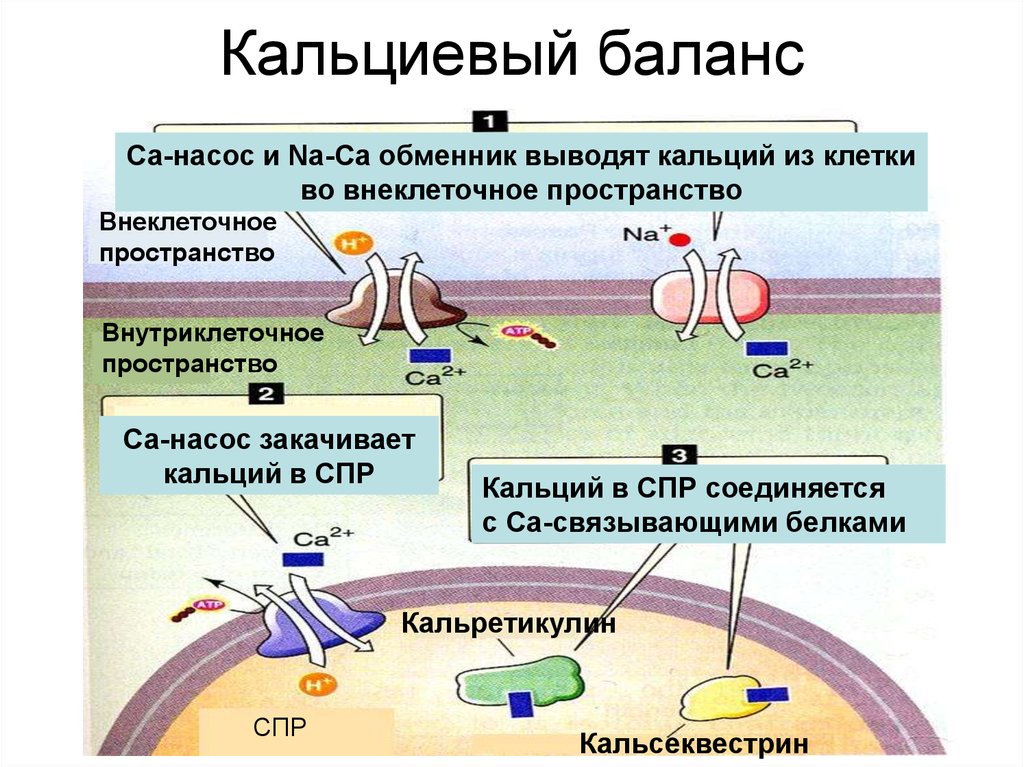 По какой схеме возможен одновременный трансмембранный перенос ионов калия и натрия