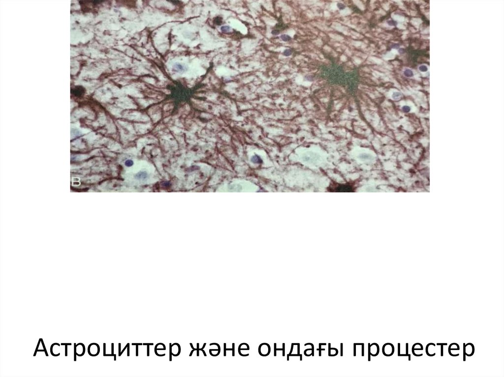 Астроциттер және ондағы процестер