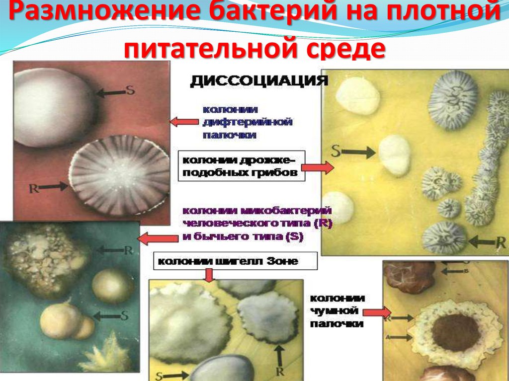 Рост и питание микроорганизмов презентация