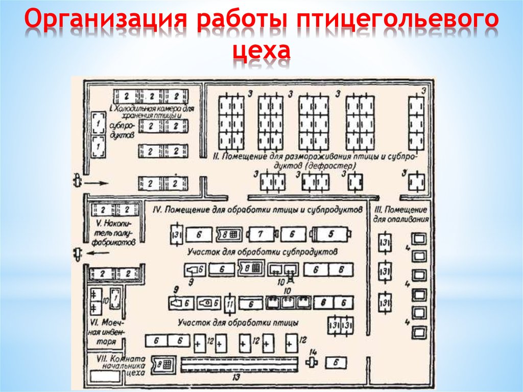 Оборудование работы цеха. План мясного цеха с расстановкой оборудования. Инвентарь птицегольевого цеха. Птицегольевой цех на предприятии общественного питания схема. План схема птицегольевого цеха.