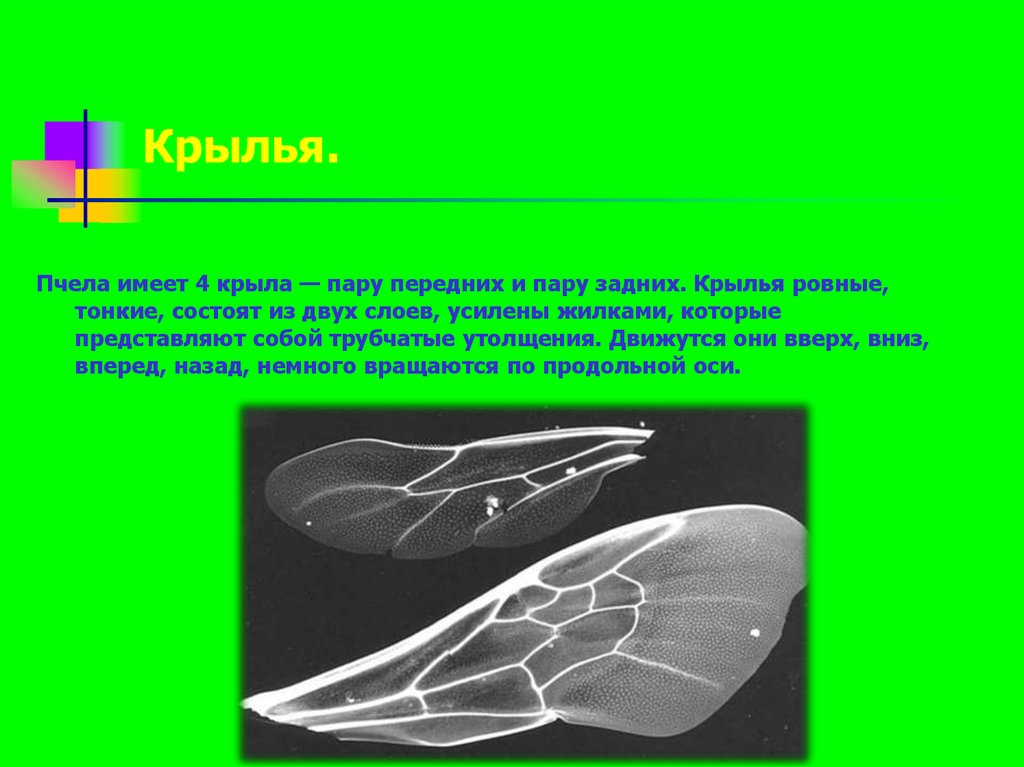 4 крыла. Строение крыла пчелы. Строение крыльев пчелы. Какие Крылья у пчелы. Тип крыльев у пчелы.